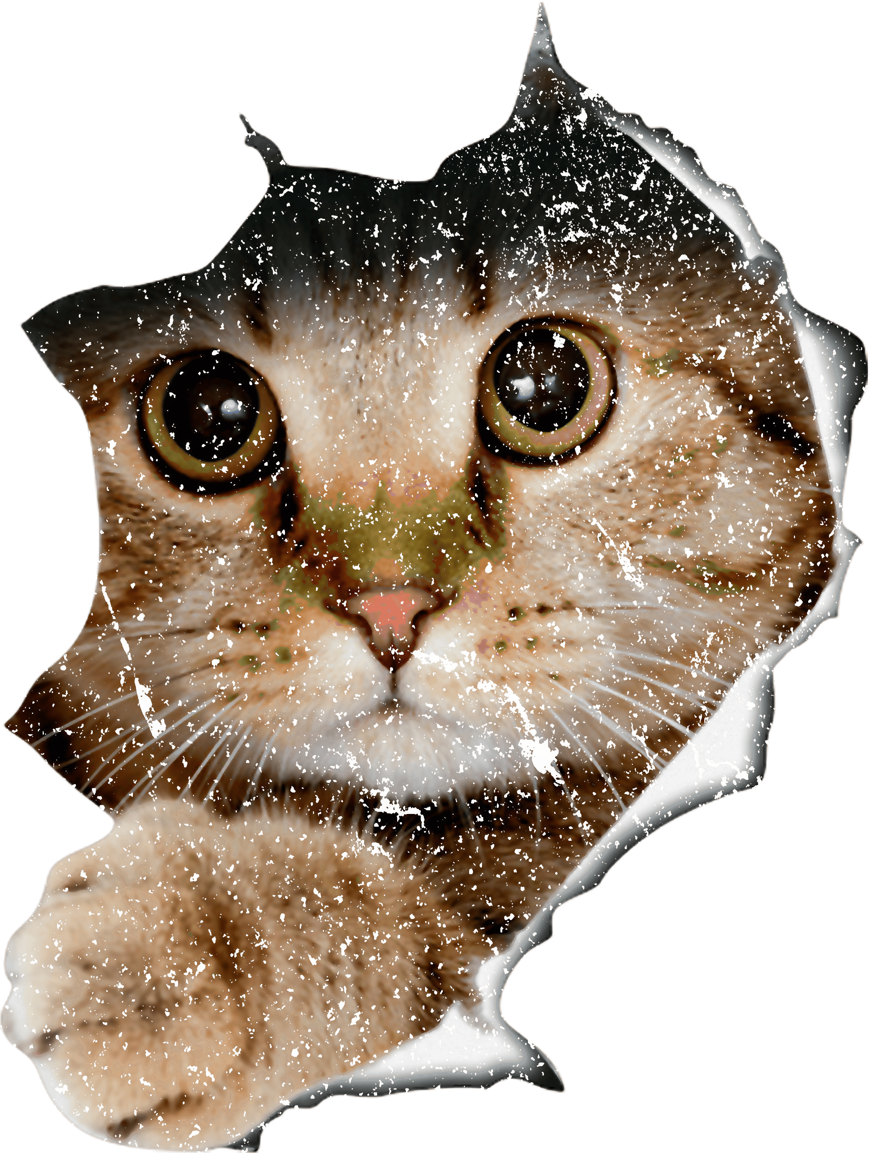 Curious Cat Peeking Through Torn Paper DTF Transfer