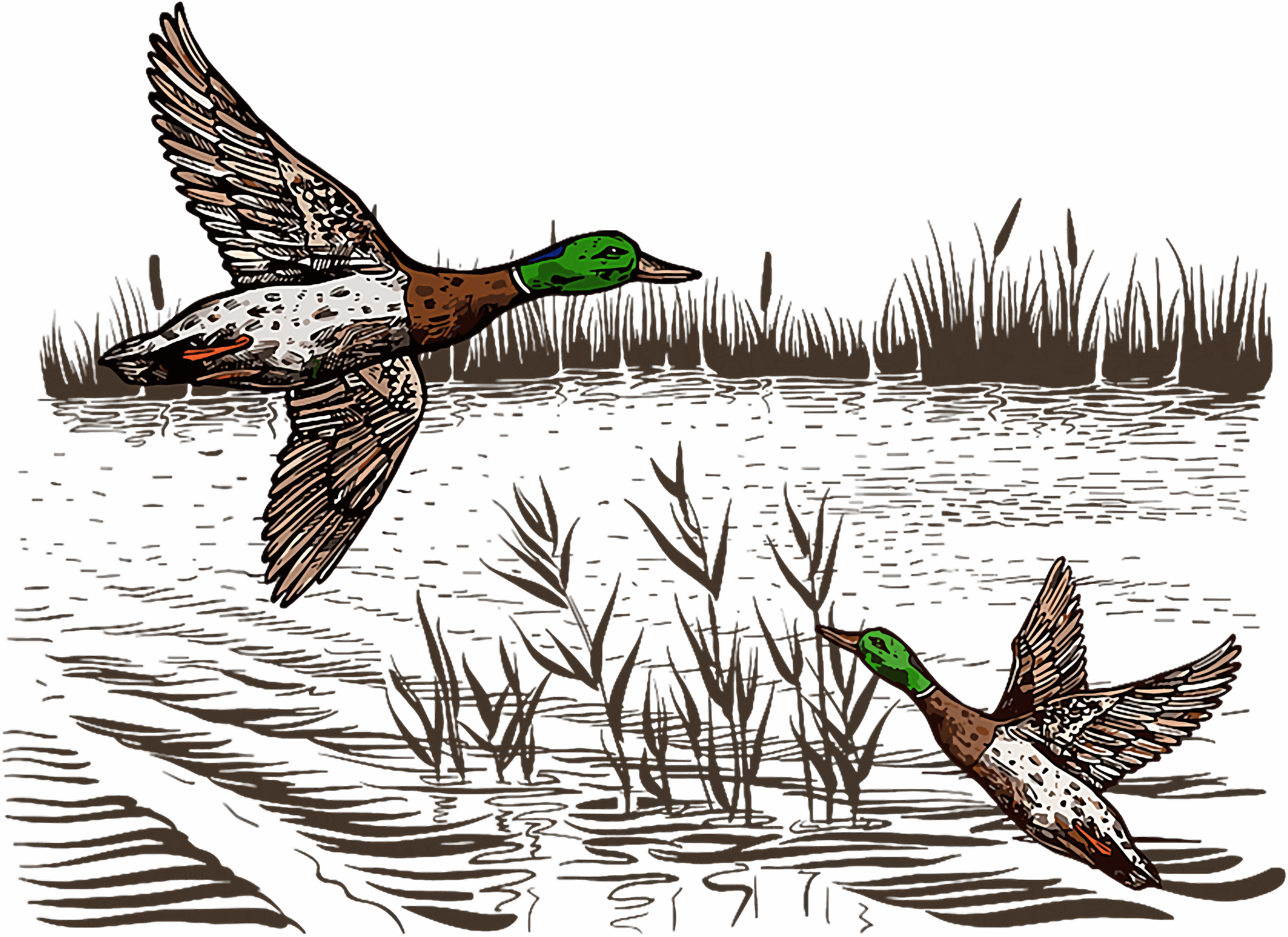 Mallard Ducks Wetland Waterfowl Hunting DTF Transfer
